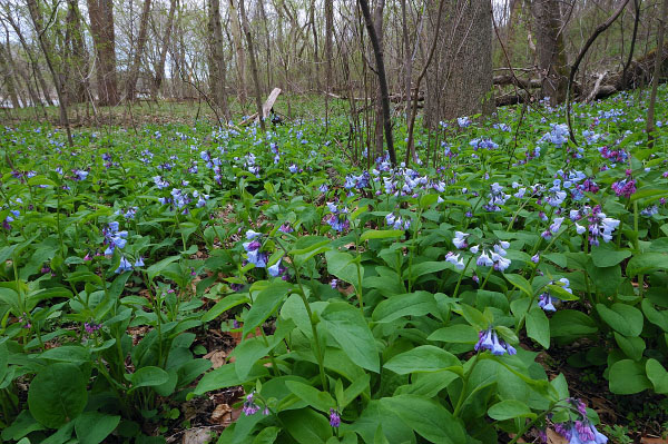 photo of piedmont mountain floodplain forests
