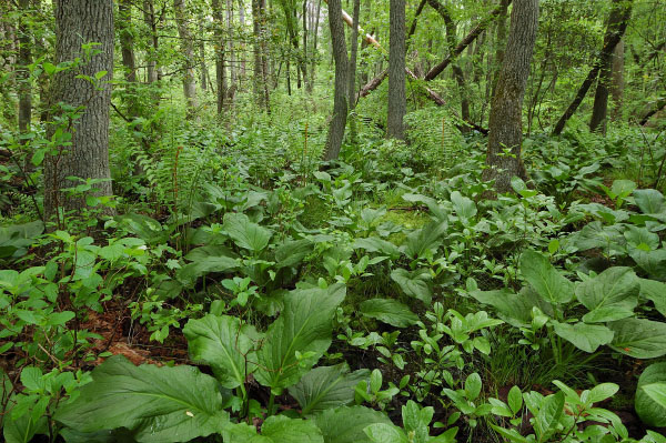 photo of coastal plain piedmont seepage swamp