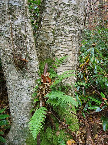 photo of yellow birch and evergreen woodfern