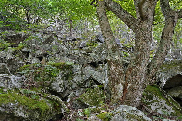 photo of high elevation boulderfield