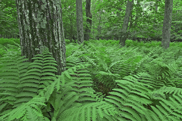 photo of northern red oak forest