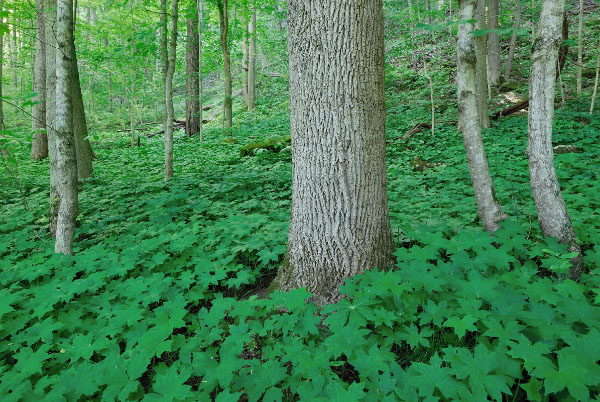 photo of basic mesic forest