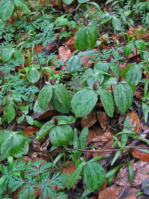 photo of basic mesic forest