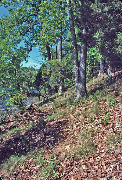 photo of coastal plain dry calcareous forest