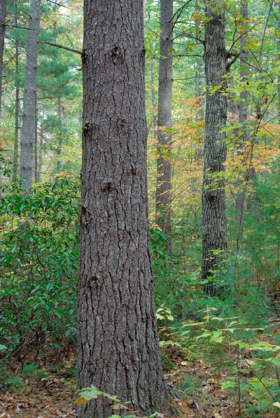 photo of low elevation boulderfield forest