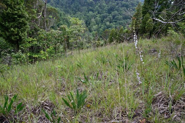 photo of limestone dolostone woodland