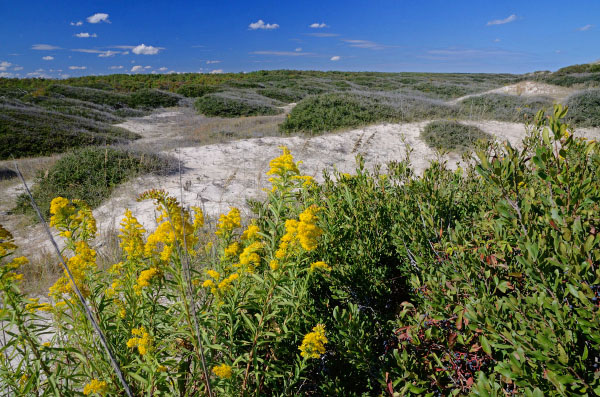 photo of maritime dune scrub