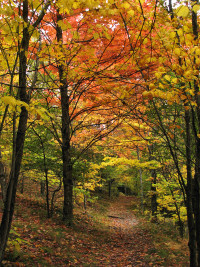 Fall trail shot.