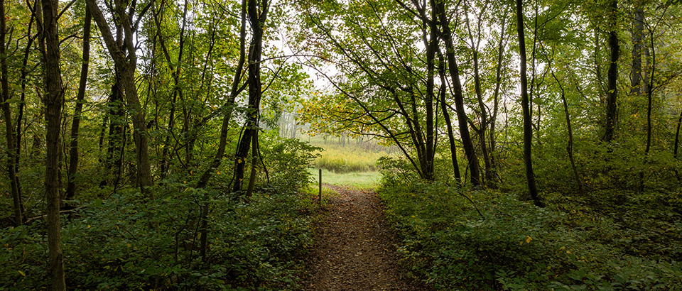 Trail at Sweet Run