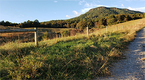 Lazy M Farm