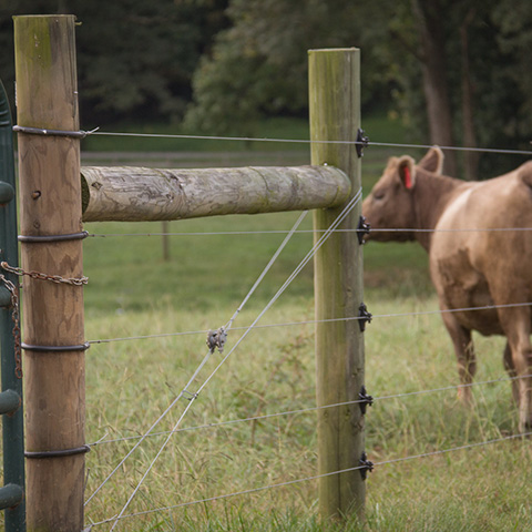 fencing