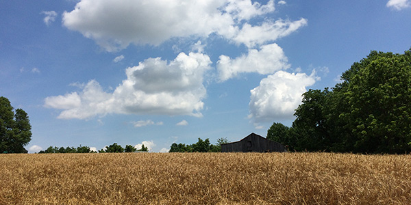 Farm field