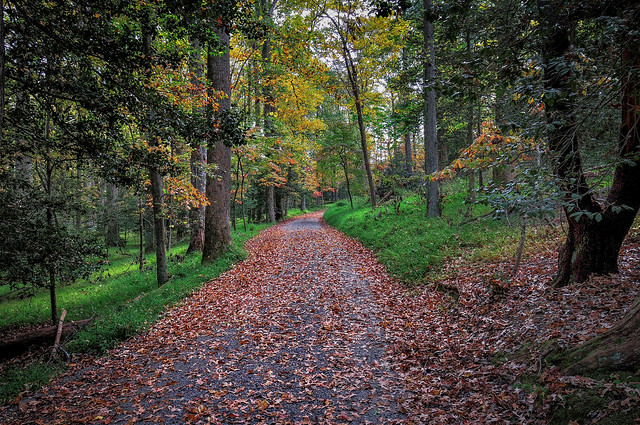 Hampstead Road Trail at Caledon State Park