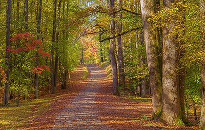 Trail at Caledon State Park Trail at Caledon State Park