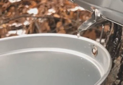 Sap from a Maple tree