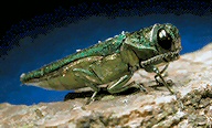Emerald ash borer