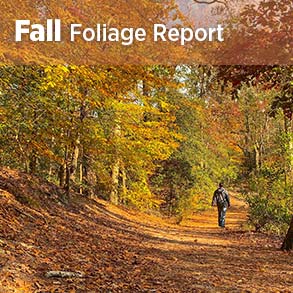 Fall Foliage