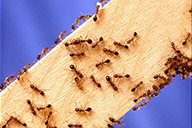 Imported Fire Ant