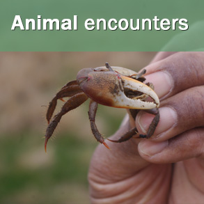 animal events
