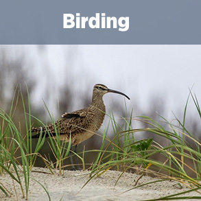 Birding