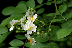 Multiflora Rose