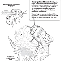 Rusty Bumblebee Coloring Sheet