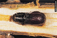 Pine Shoot Beetle