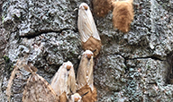 Gypsy Moth Photo