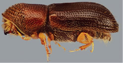 Thousand cankers disease