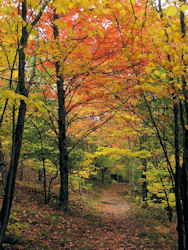 Foliage on trail.